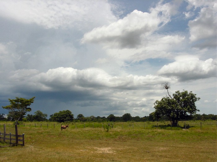 DSC02082Pantanal1HimmelOgGaard.JPG